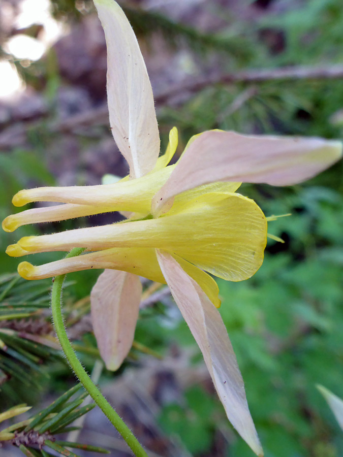 Pale pink sepals