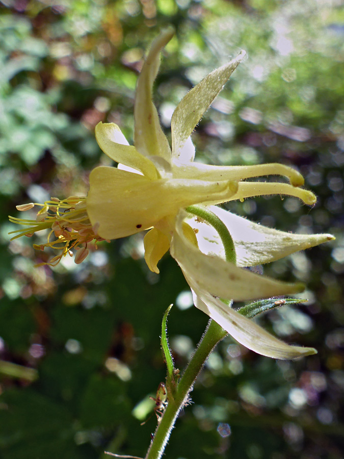 Protruding stamens