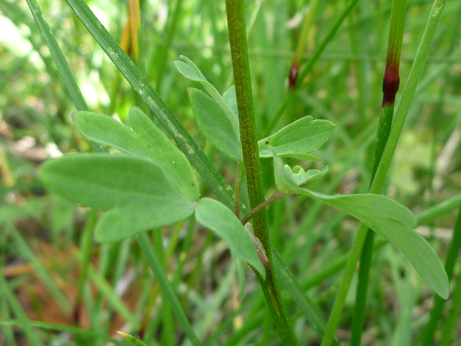 Leaves