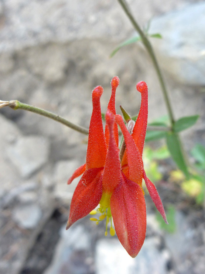 Single flower