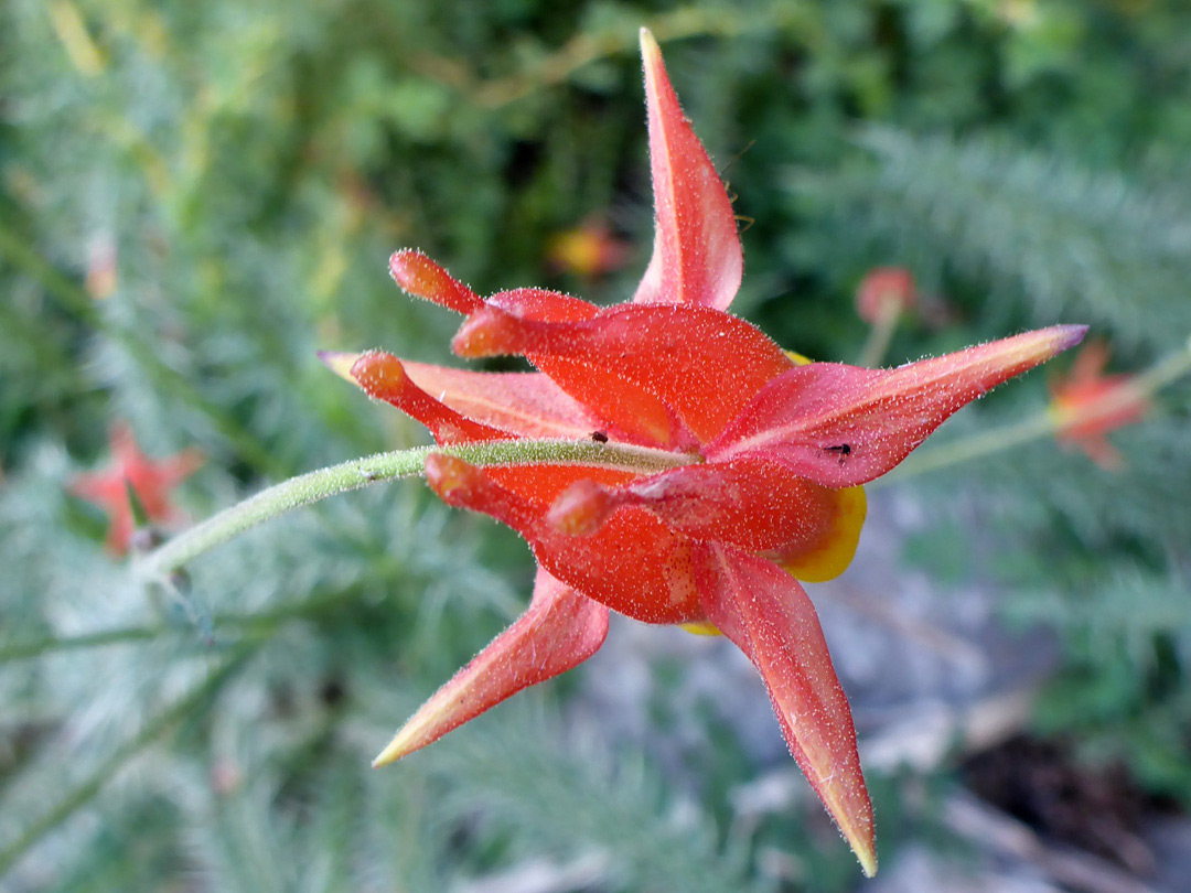 Short red spurs