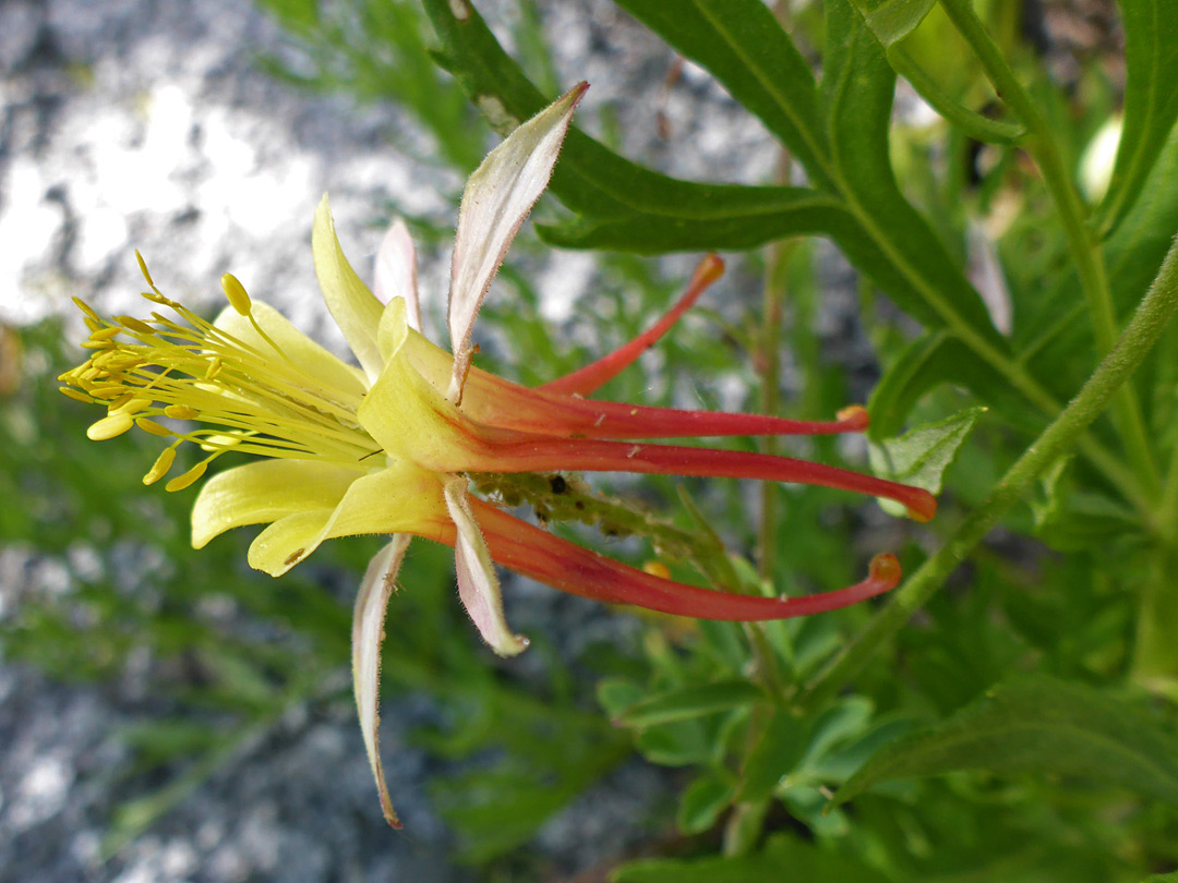 Red and yellow flower