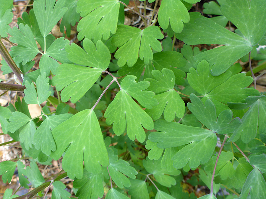 Compound leaves