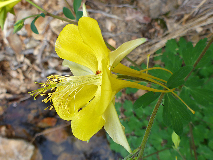 Style and stamens