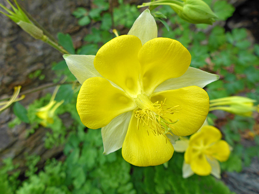 Yellow petals and sepals