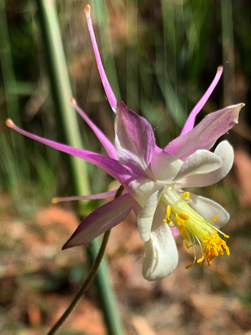 Pink and white flower