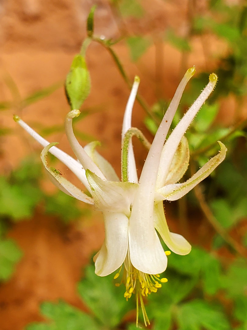 Pendent flower