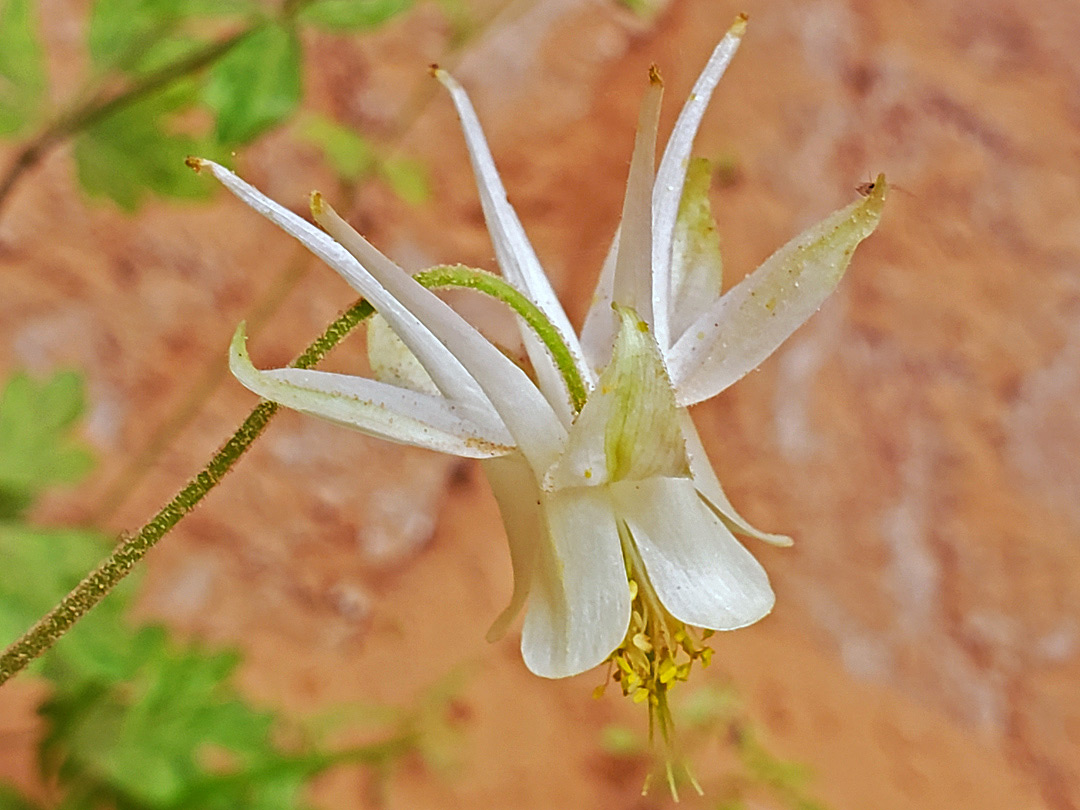 White petals and sepals