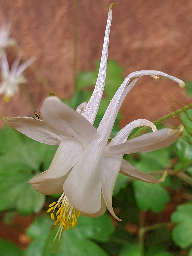 Pinkish-white flower