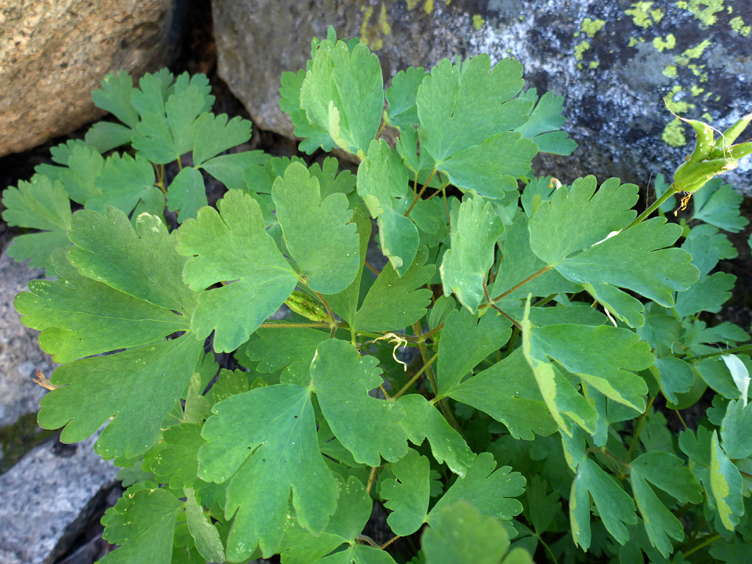 Foliage