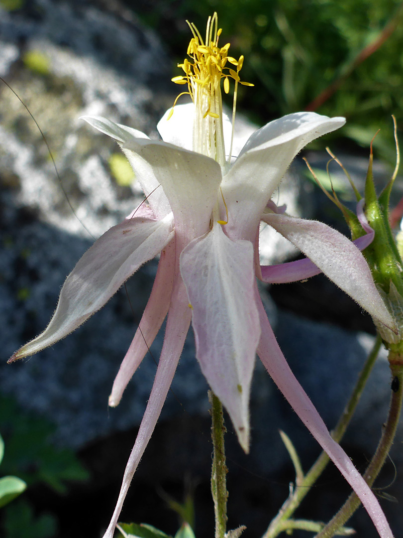 White and pink flower