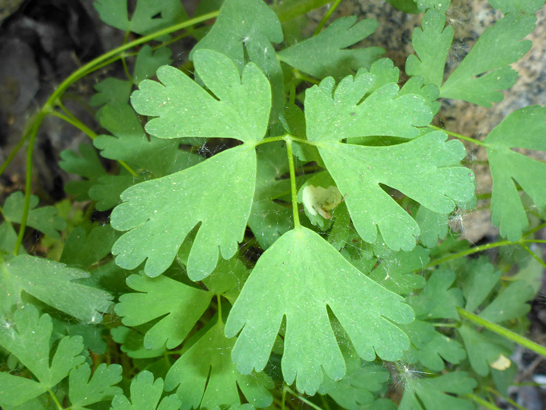 Divided, lobed leaf