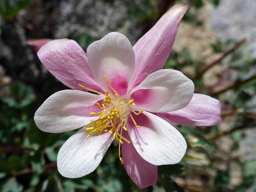 Pink-centered flower