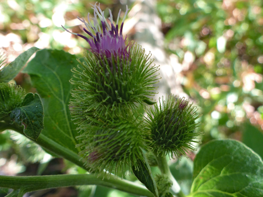 Spherical flowerheads