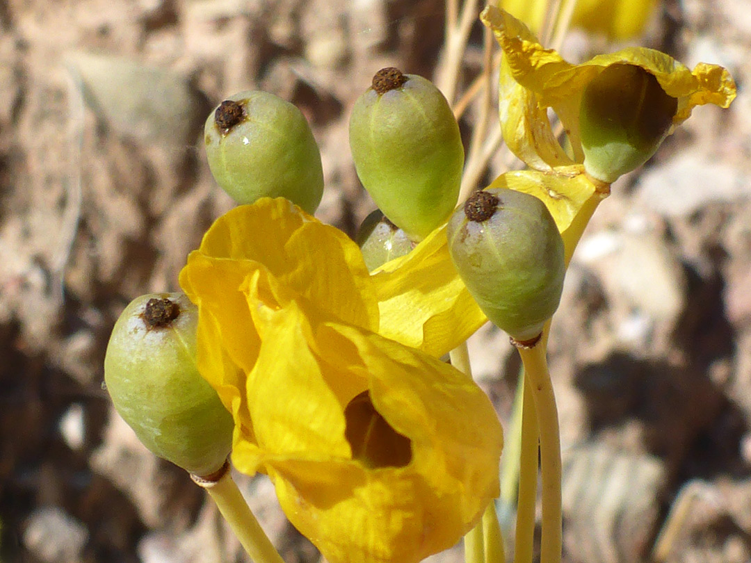 Pods and withering flowers