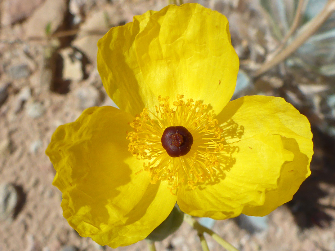 Three yellow petals
