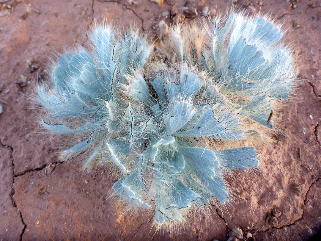 Long leaf hairs