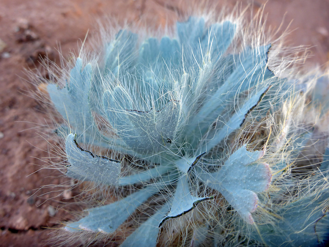 Leaf rosette