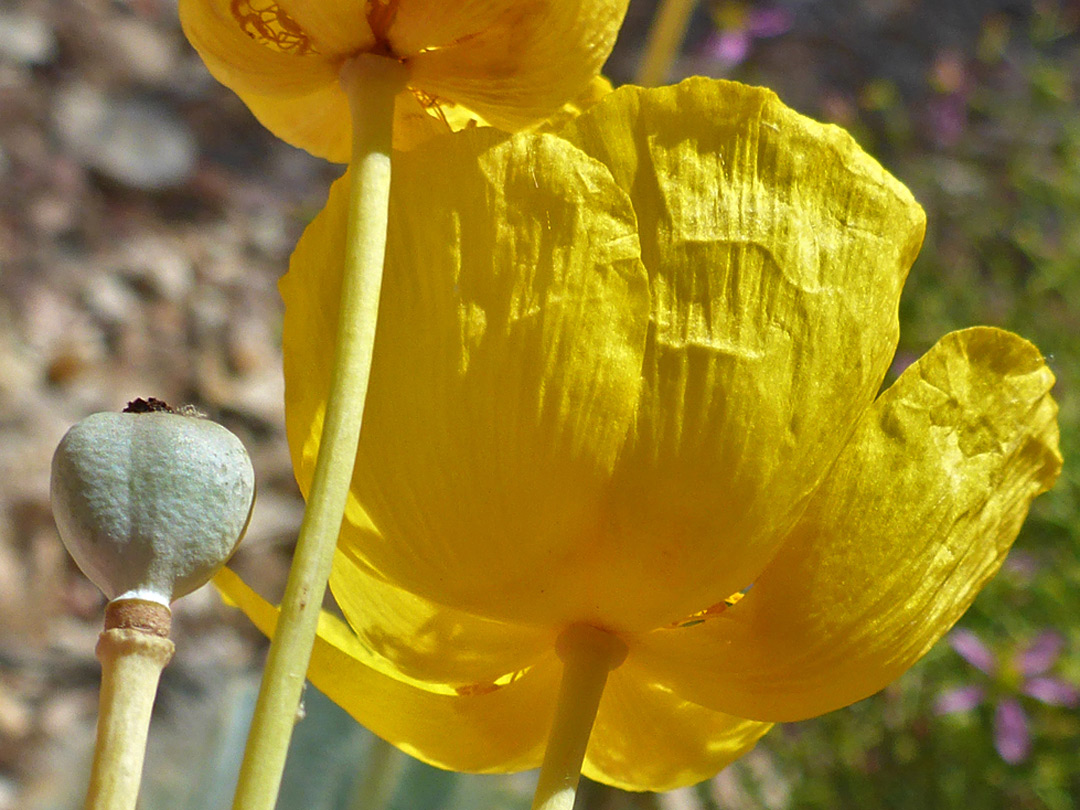 Underside of a flower