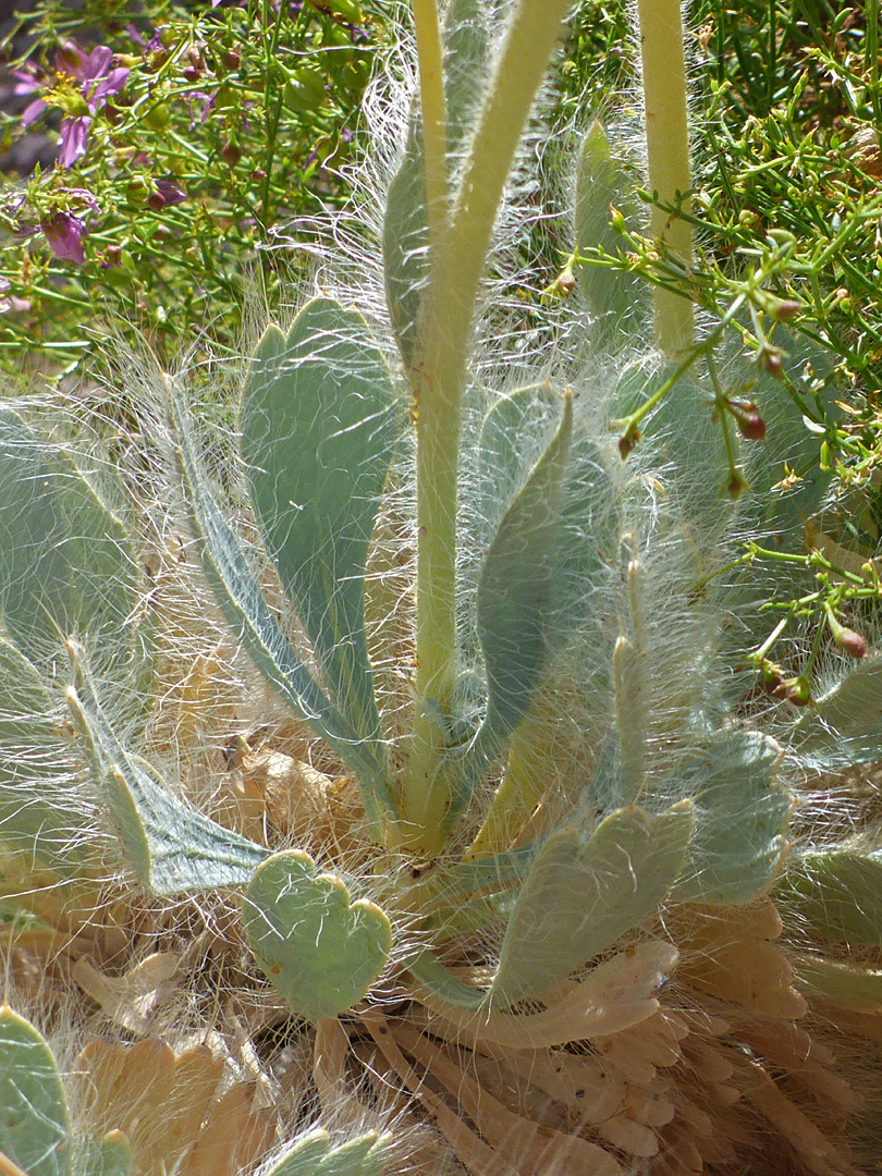 Stem and leaves