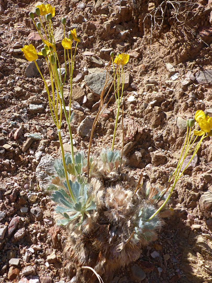 Plant in situ