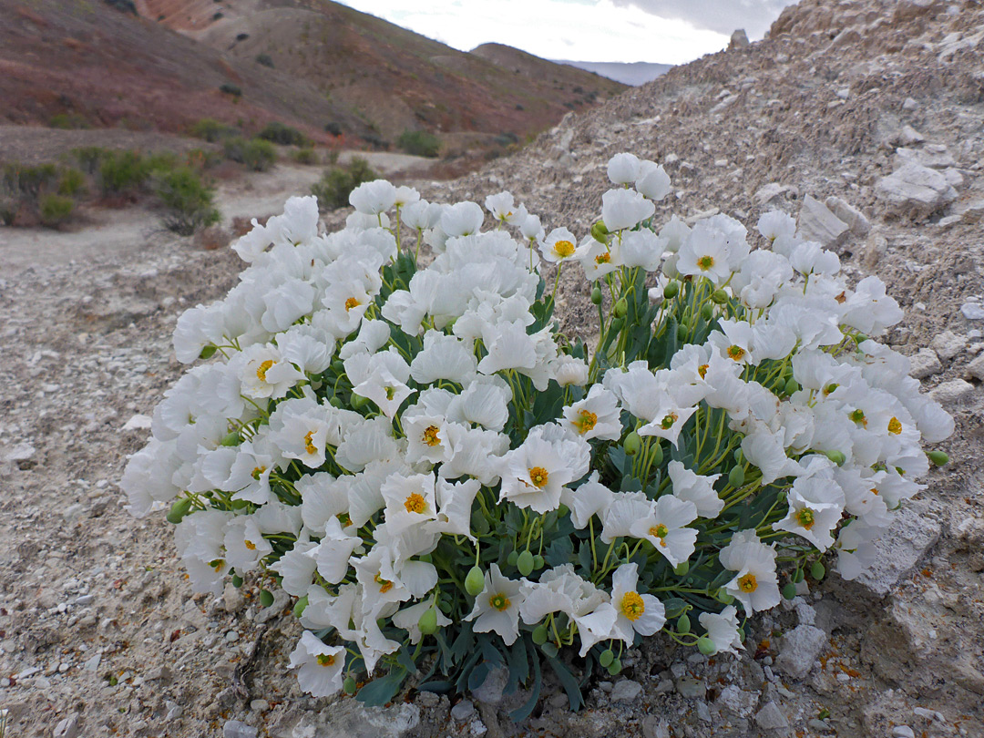 Clustered stems