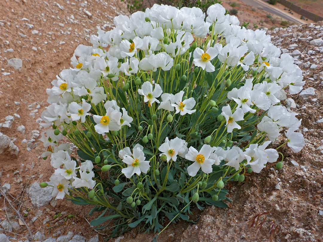 Many stems
