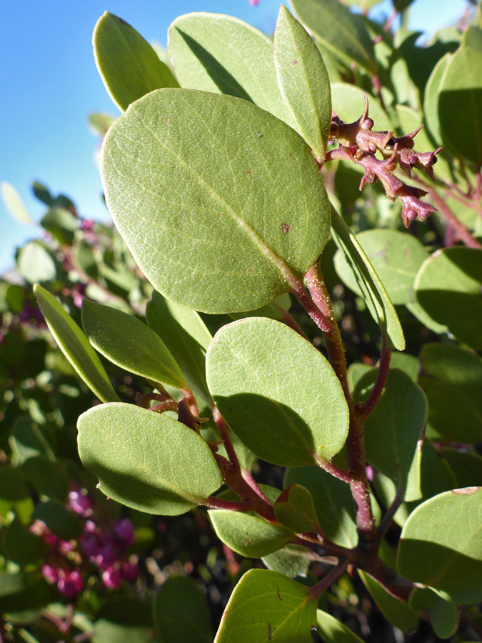 Ovate leaves