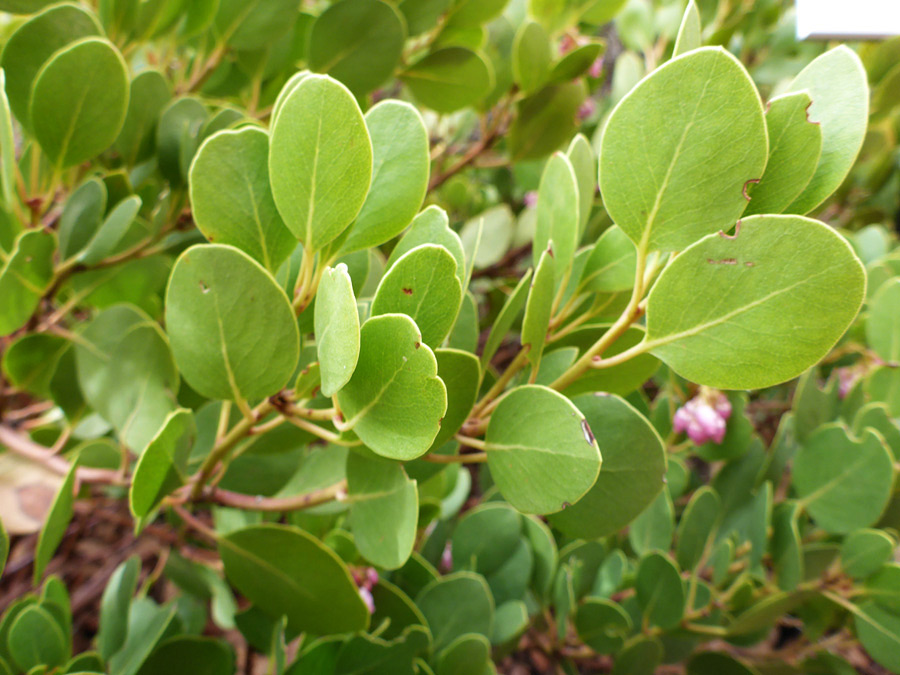 Light green leaves