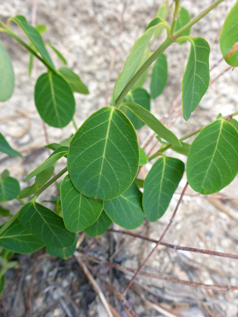 Strongly-veined leaves