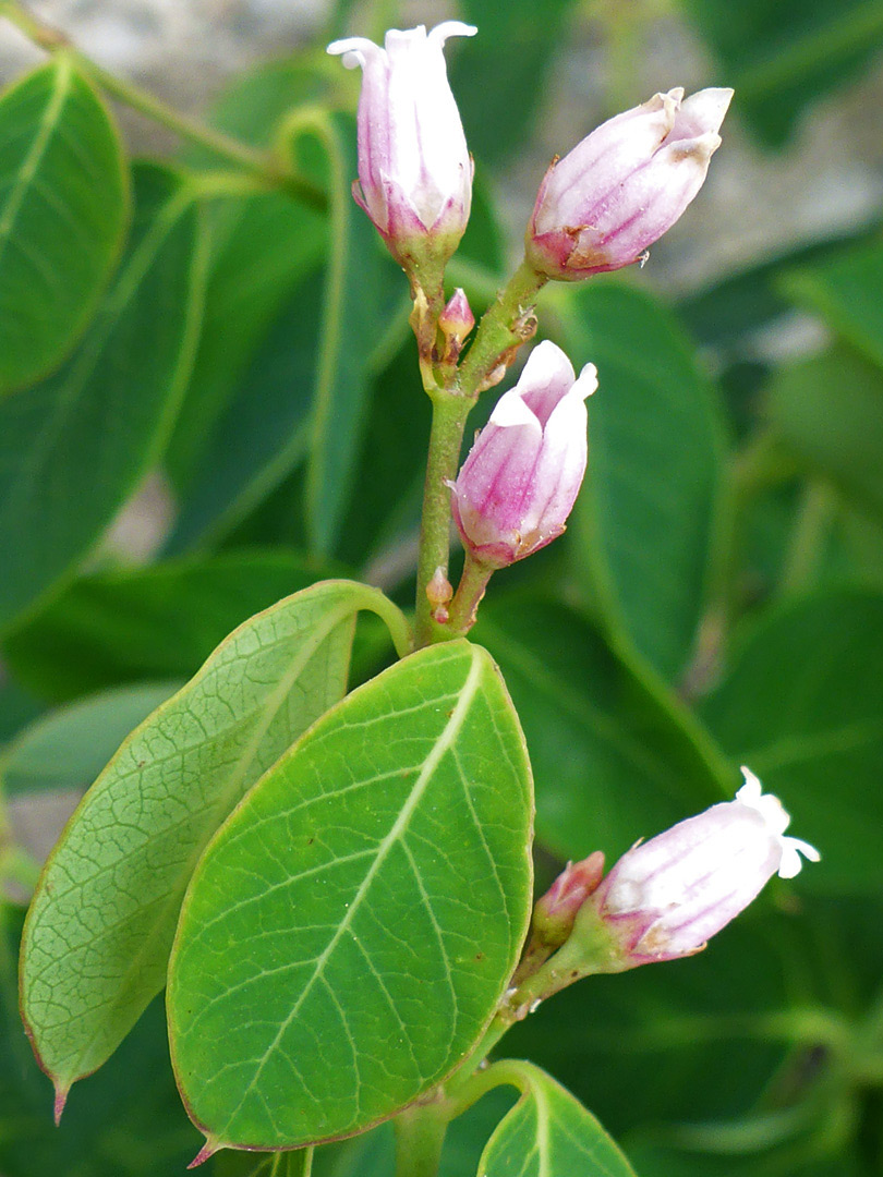 Leaves and flowers