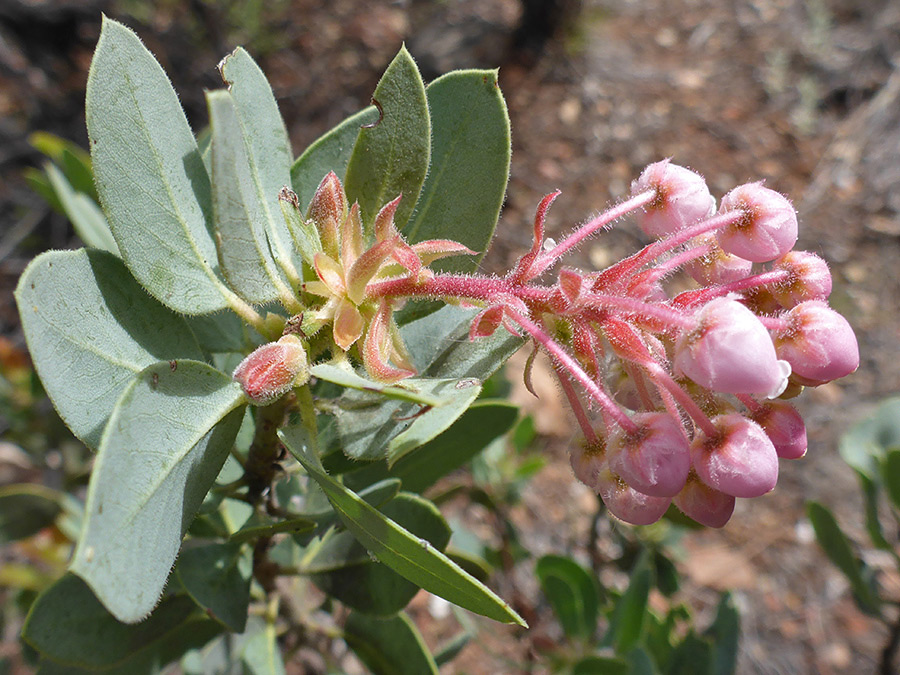 Leaves and flowers