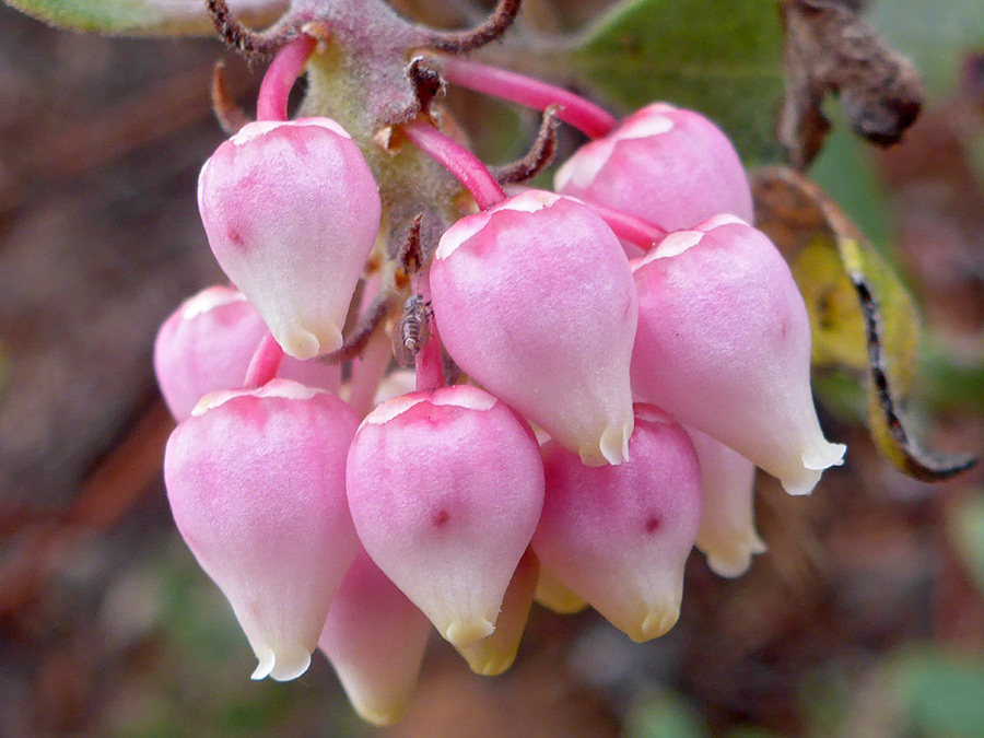 Pink flowers