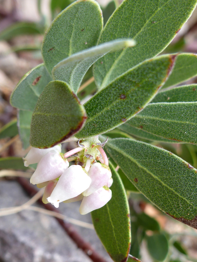 Leaves and flowers