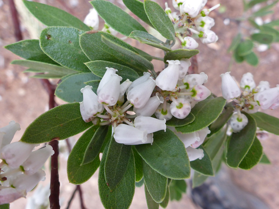 Flower cluster