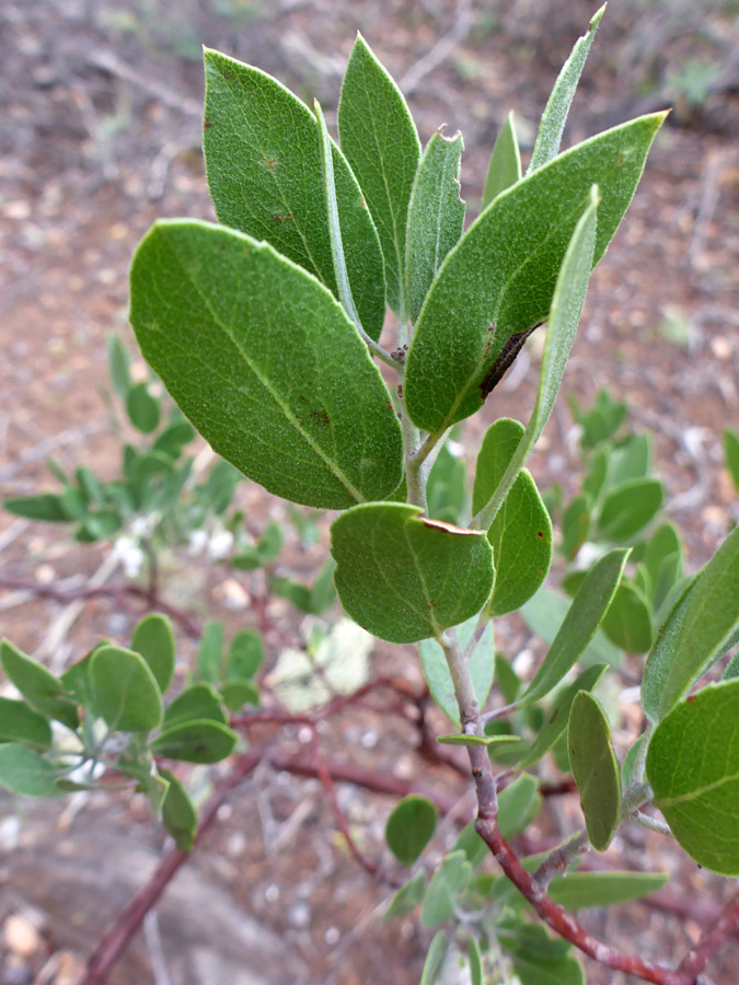 Pointed leaves