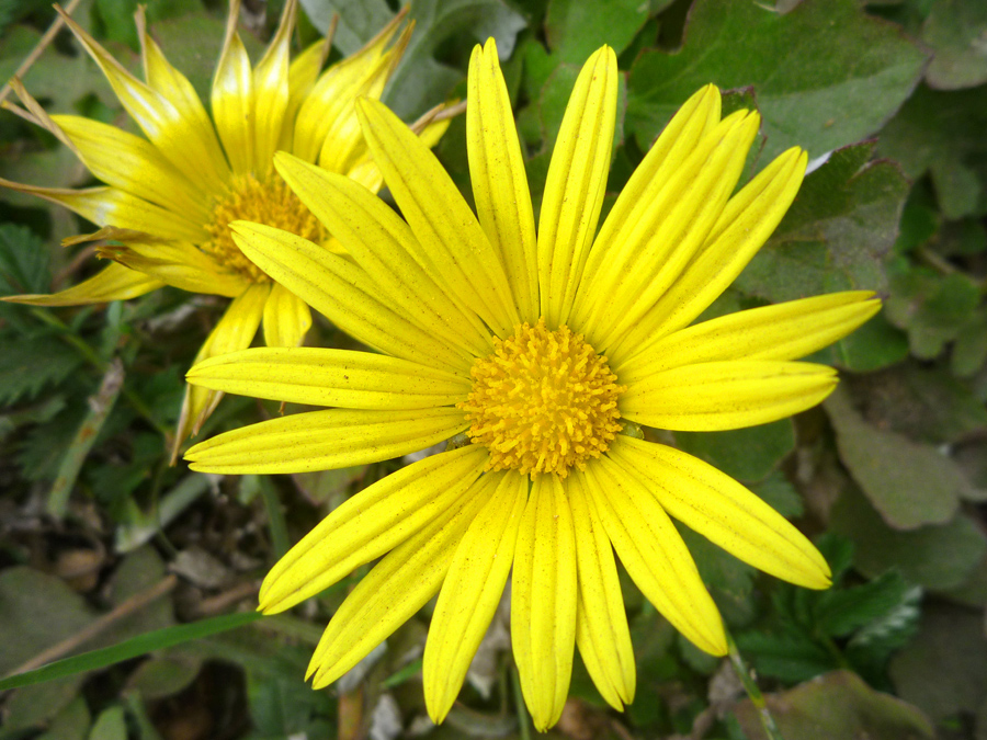 Two flowerheads