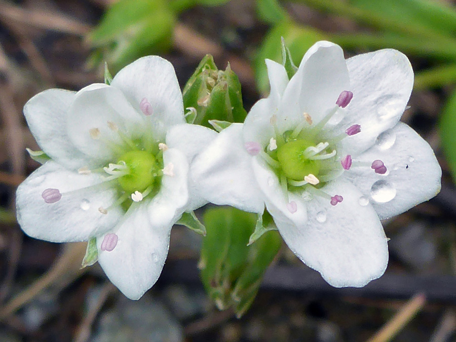 Two flowers