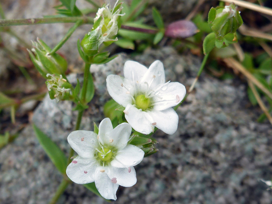 White flowers