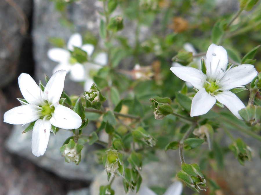 Flowers and calyces