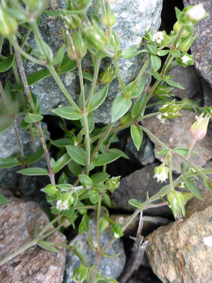 Leaves and stems