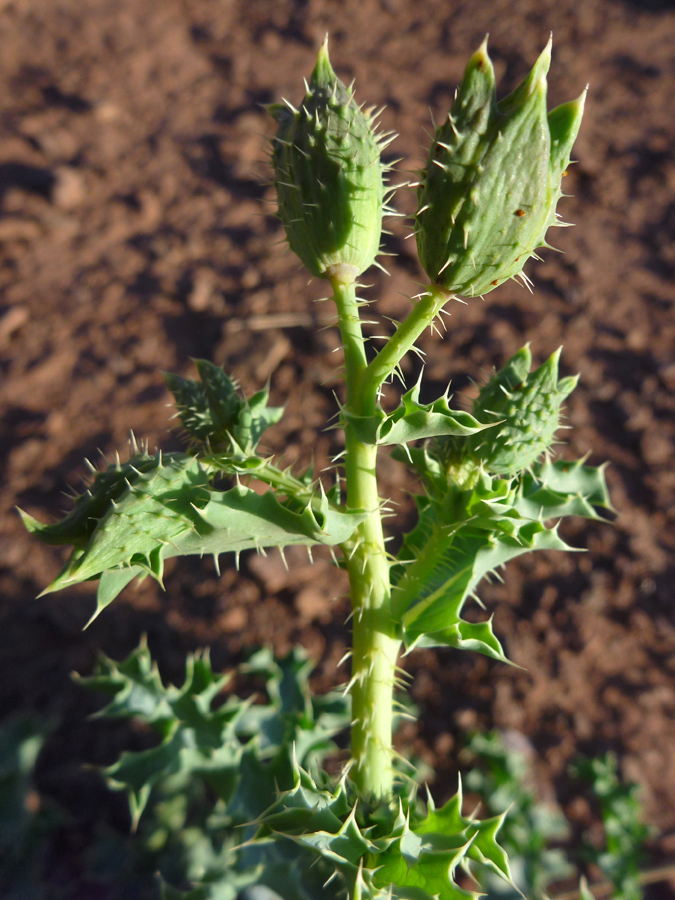 Prickly stem and leaves