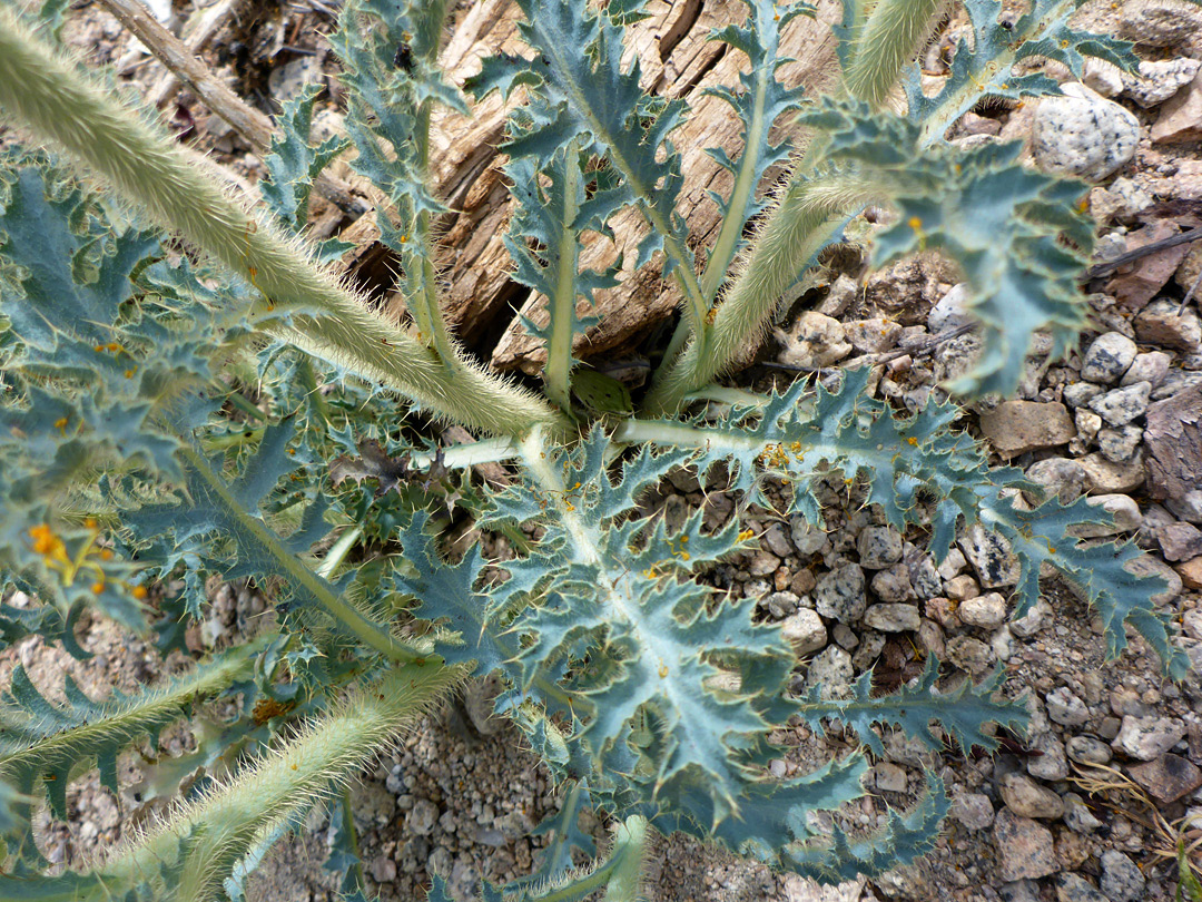 Greyish-green leaves