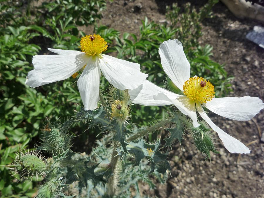 Two flowers