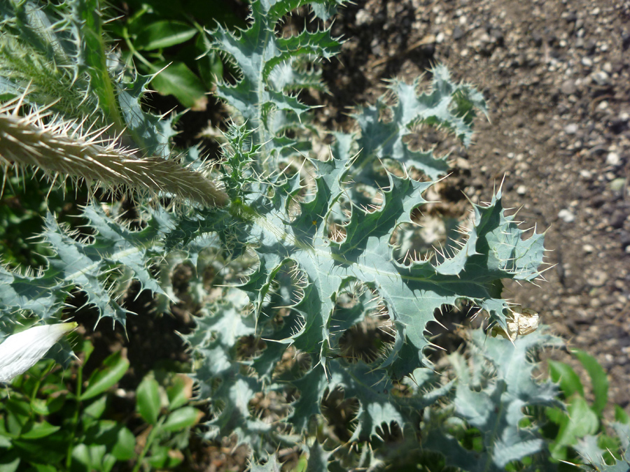 Spiny leaf