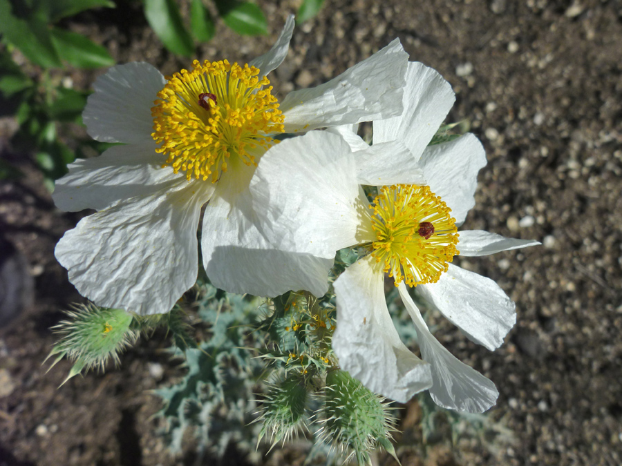 Yellow stamens