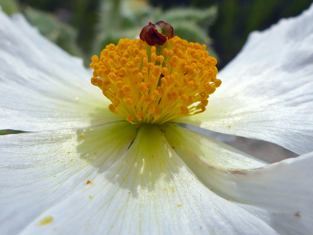 Stamens and pistil