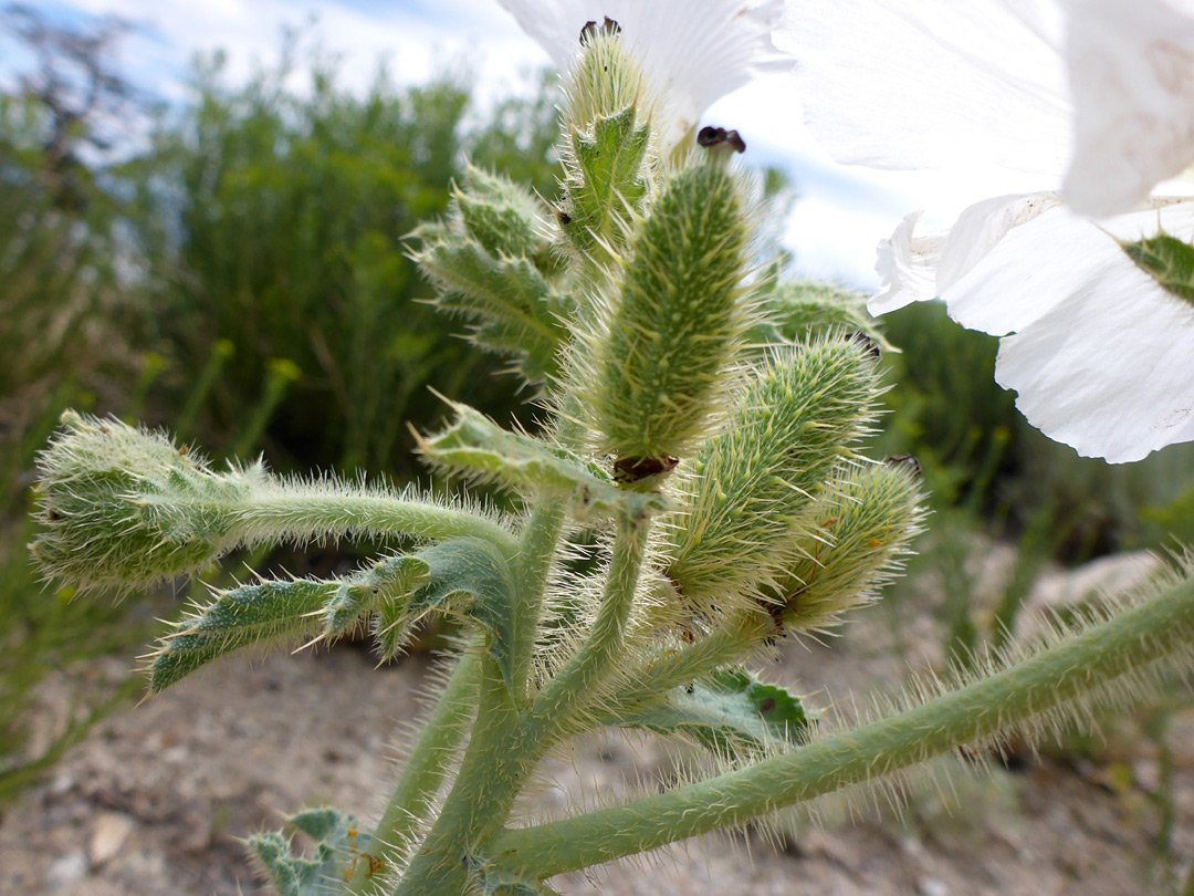 Prickly pedicels