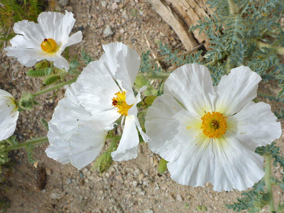 Large white flowers