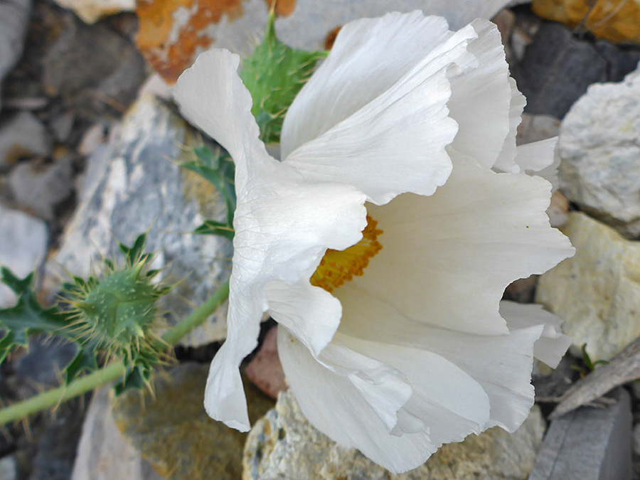 Large petals